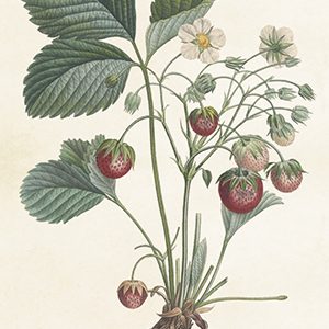 Kort enkelt 6×9,5 jordgubbar