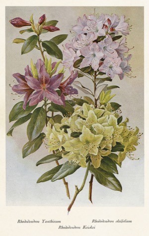 Kort enkelt 6×9,5cm Liljor lila och gula - Bild 2