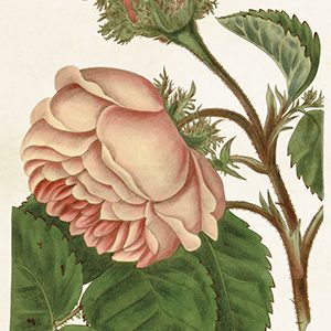 Kort dubbla med kuvert 12×17cm Ros rosa